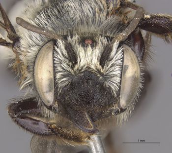 Media type: image;   Entomology 15712 Aspect: head frontal view